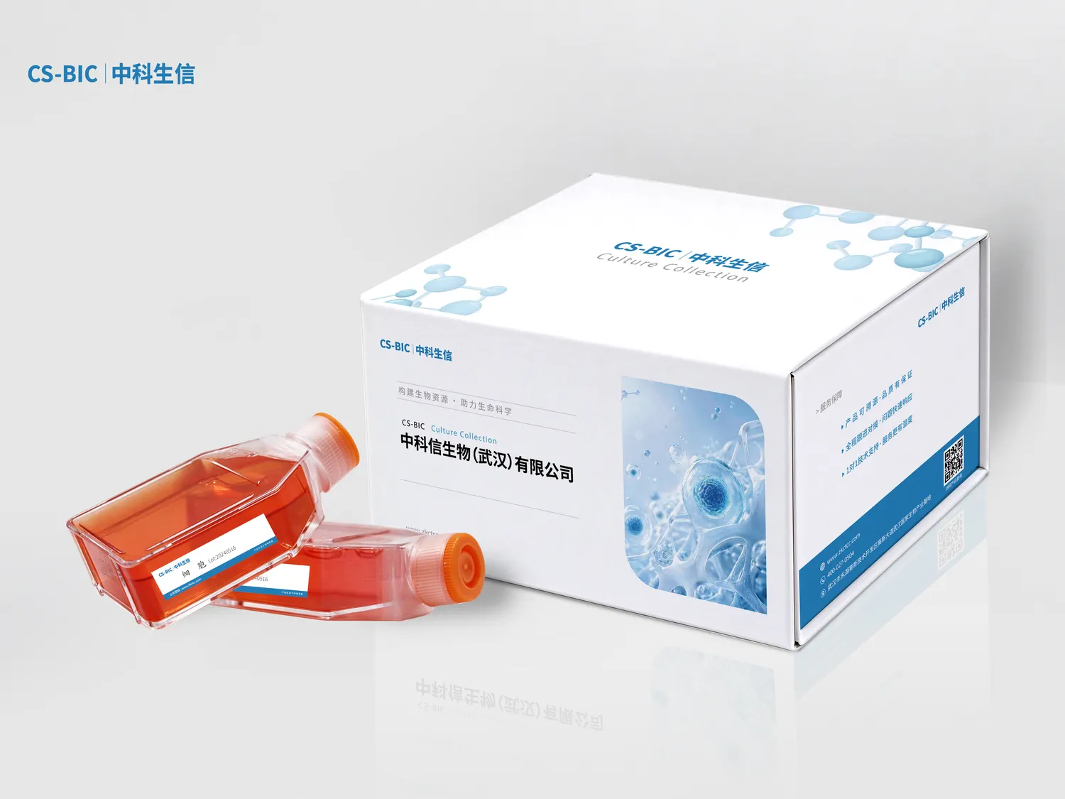 永生化小鼠胰腺肿瘤成纤维细胞