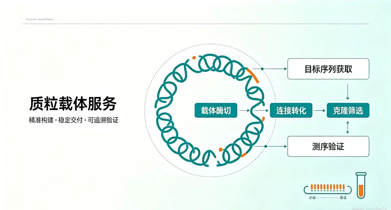 质粒载体